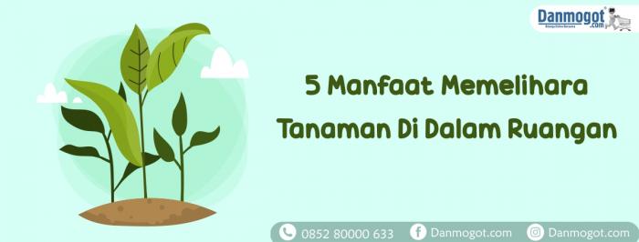 5 Manfaat Memelihara Tanaman Di Dalam Ruangan