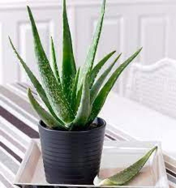 Berjuta manfaat Aloe vera